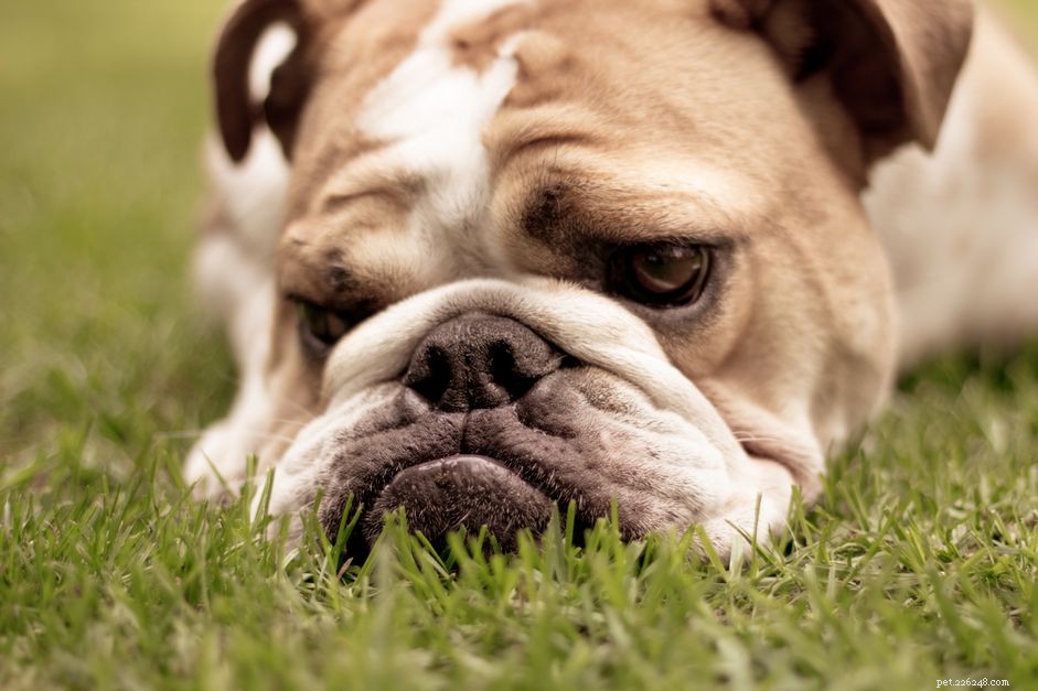 Demodex Mites in Puppies: Causes, Symptoms, and Treatment
