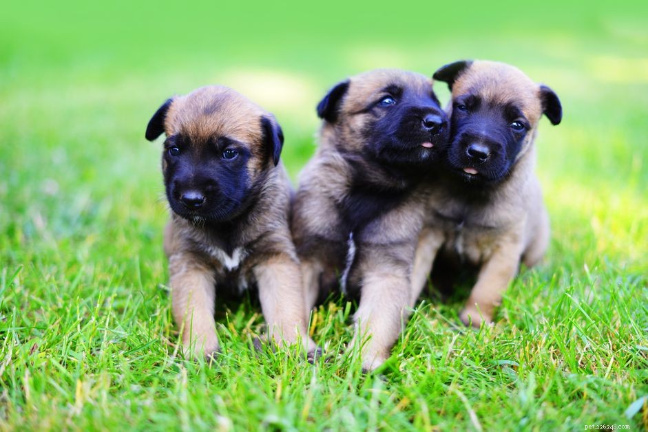 Adorable Belgian Malinois Puppies: Breeding, Care & Characteristics