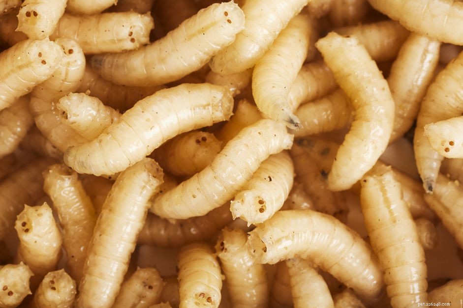 Using Maggots as Aquarium Fish Food: Benefits & Guidelines