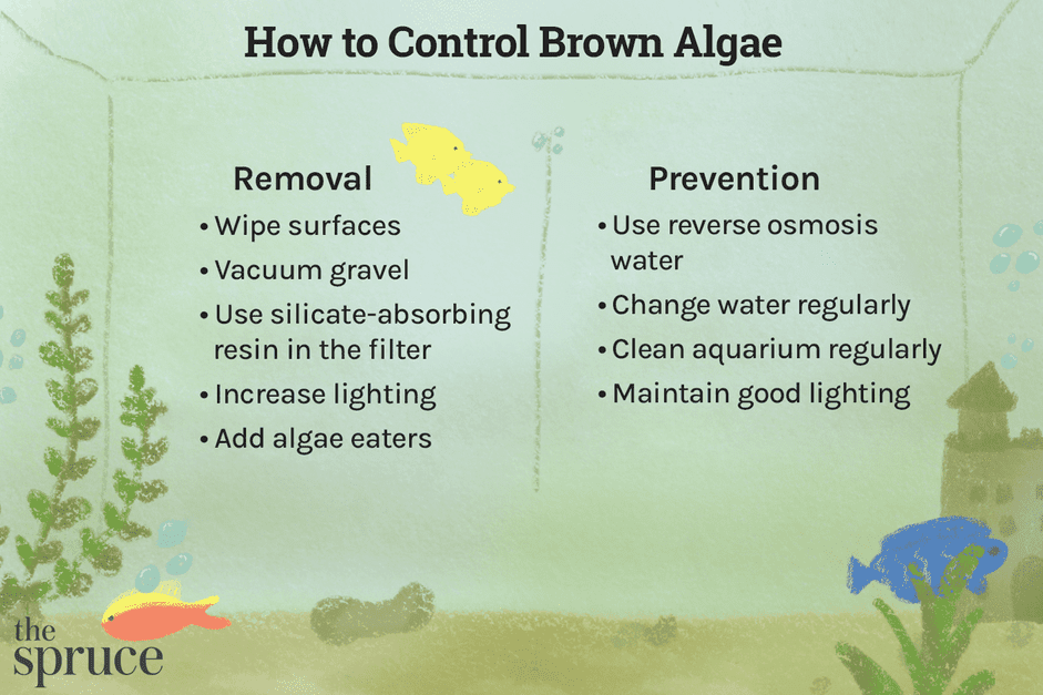 Eliminate Brown Algae in Your Aquarium: Quick, Reliable Cleaning Tips