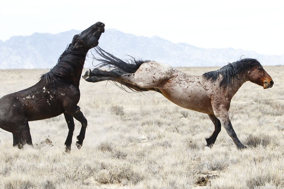Understanding Why Horses Kick and How to Manage It Safely