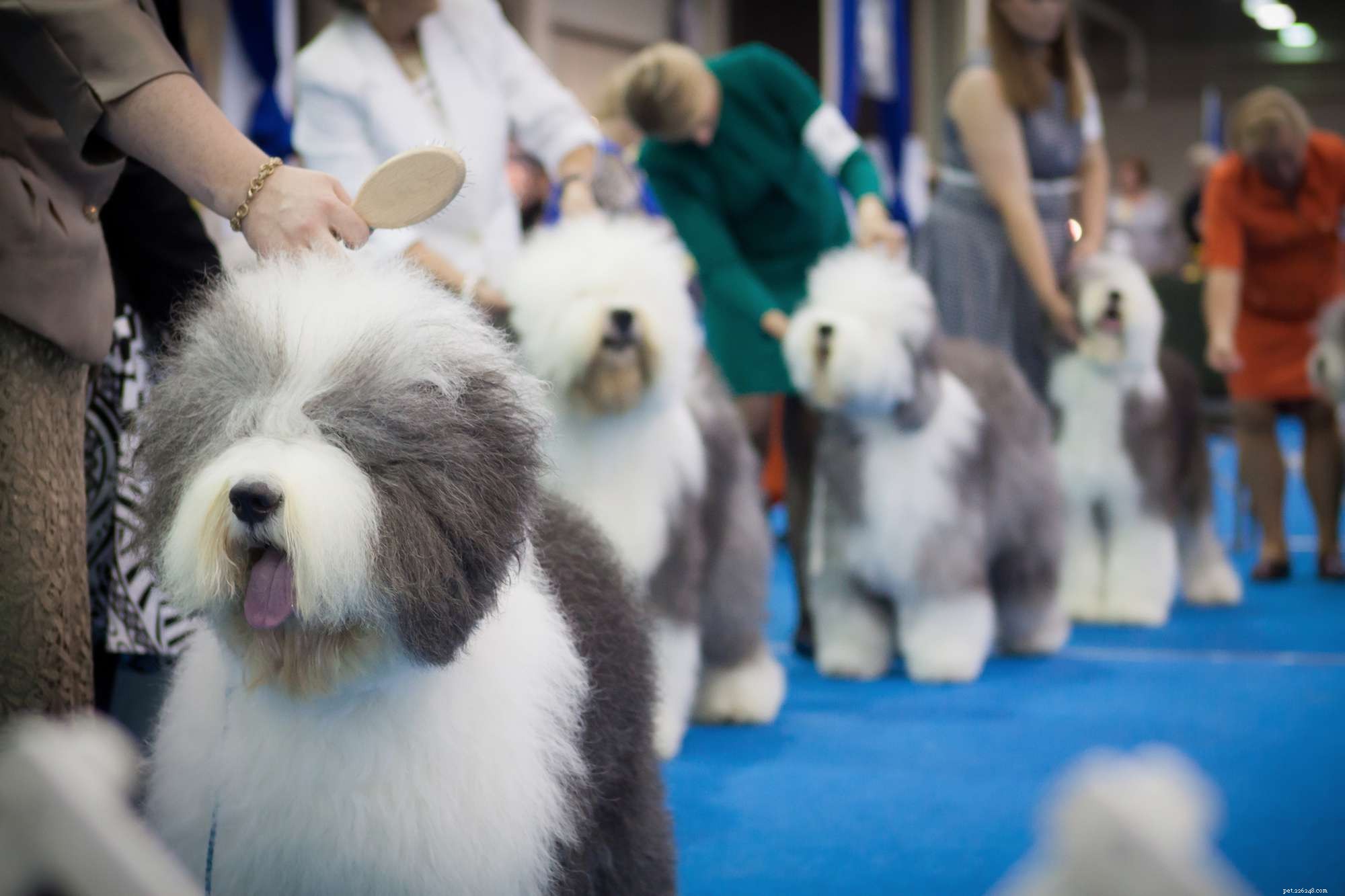 Purebred Dog Conformation Show: Standards & Purpose