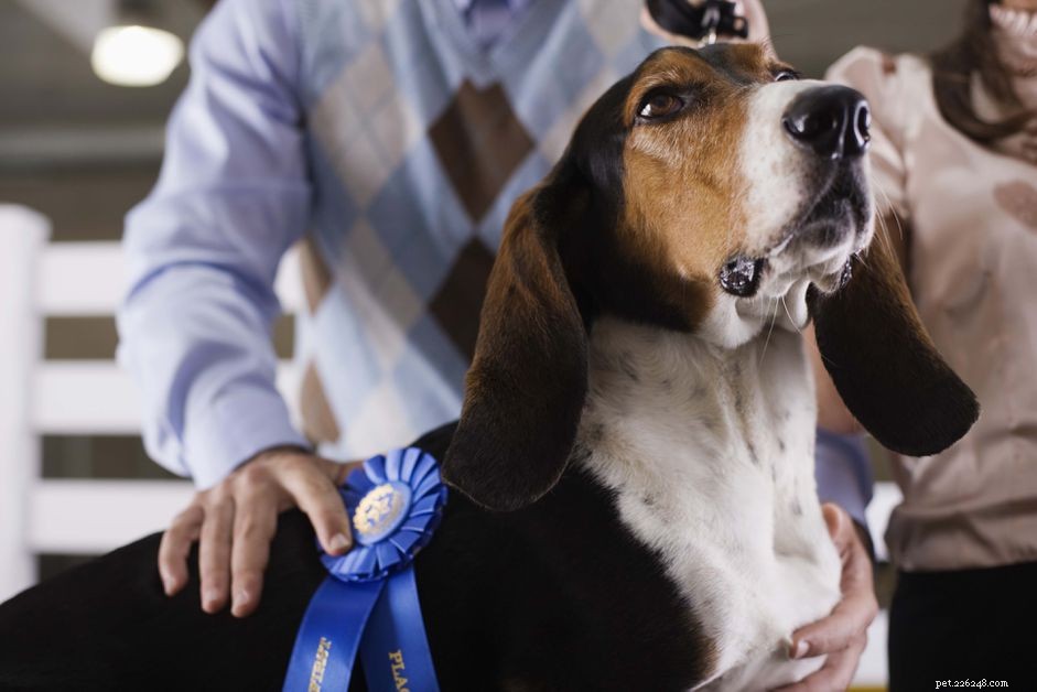 Purebred Dog Conformation Show: Standards & Purpose