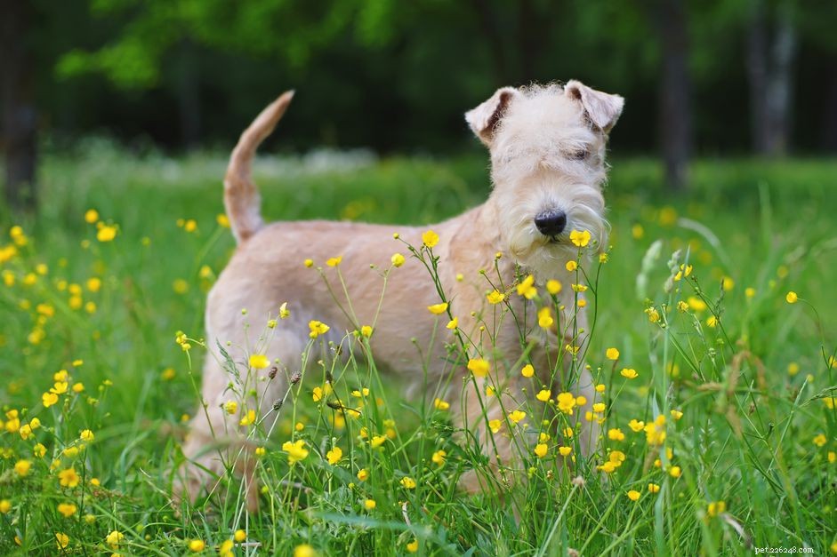 Lakeland Terrier Profile: Traits, History, and Care Guide