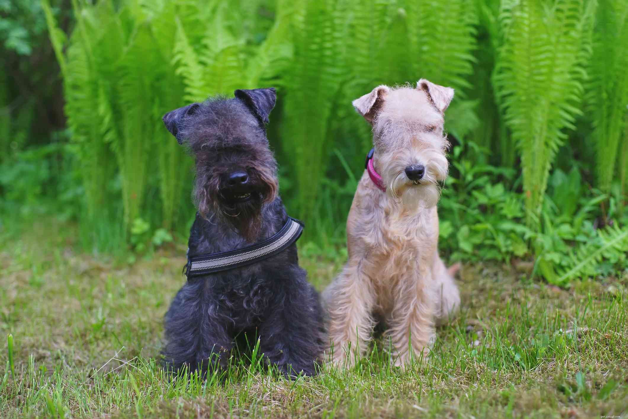 Lakeland Terrier Profile: Traits, History, and Care Guide