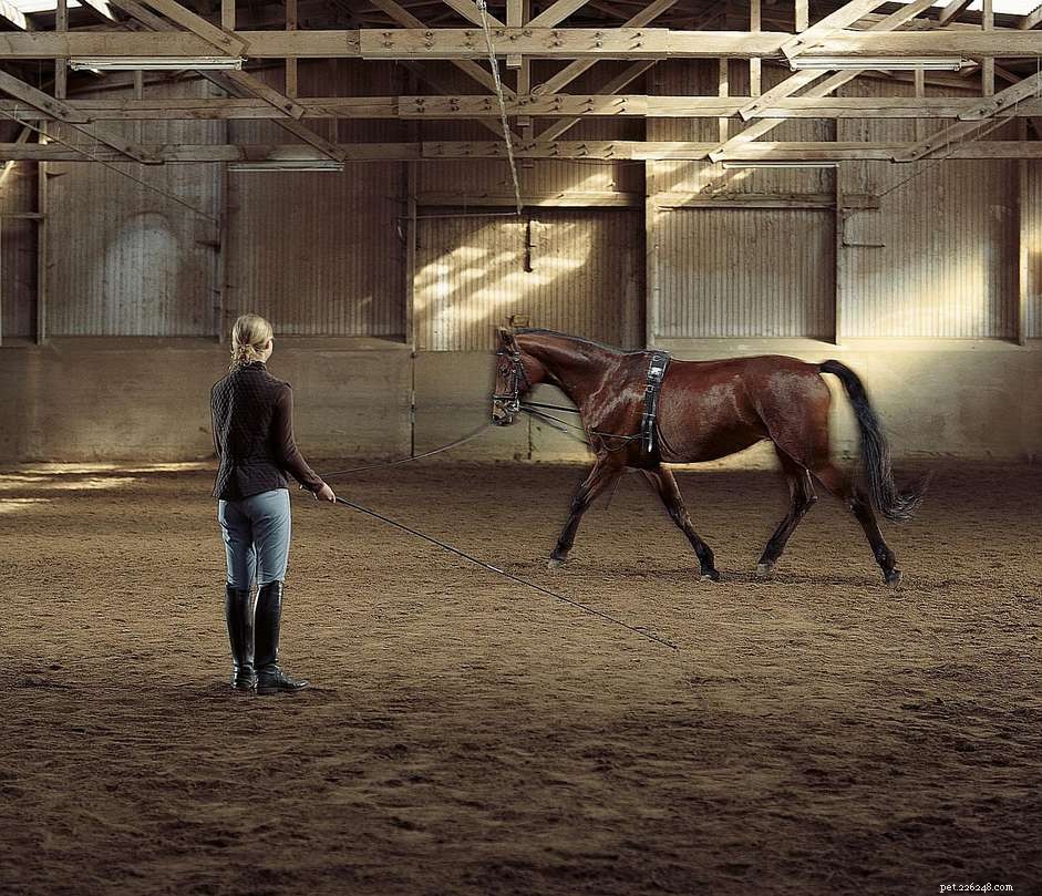 Mastering Lunge Training: Expert Tips for Horse Fitness and Obedience