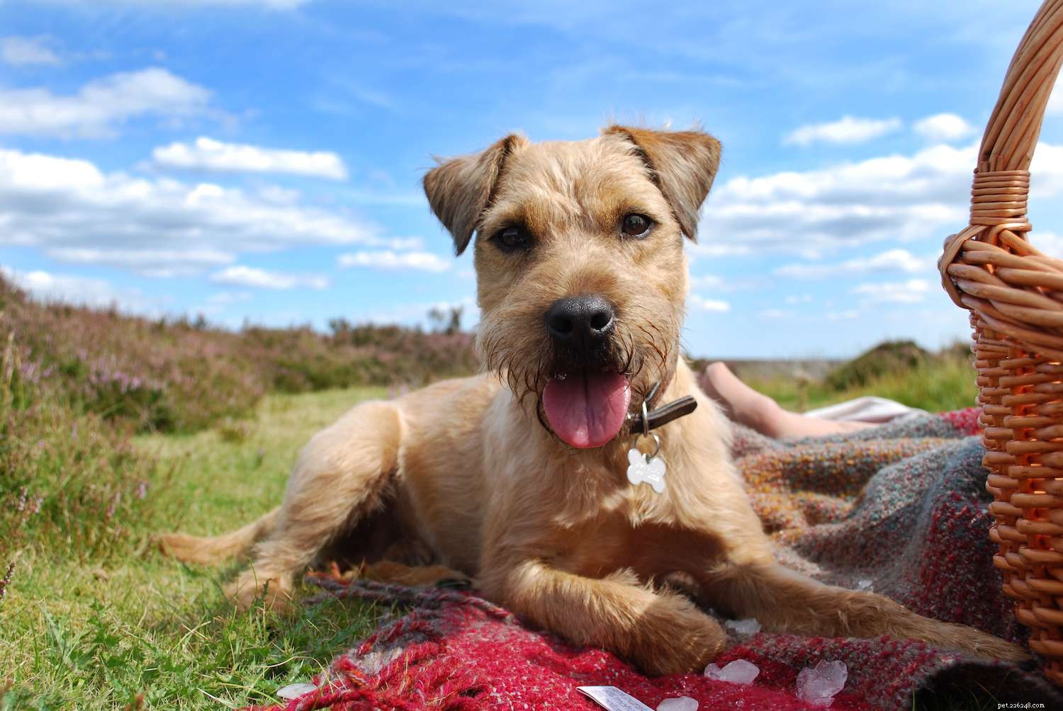 Lakeland Terrier Profile: Traits, History, and Care Guide
