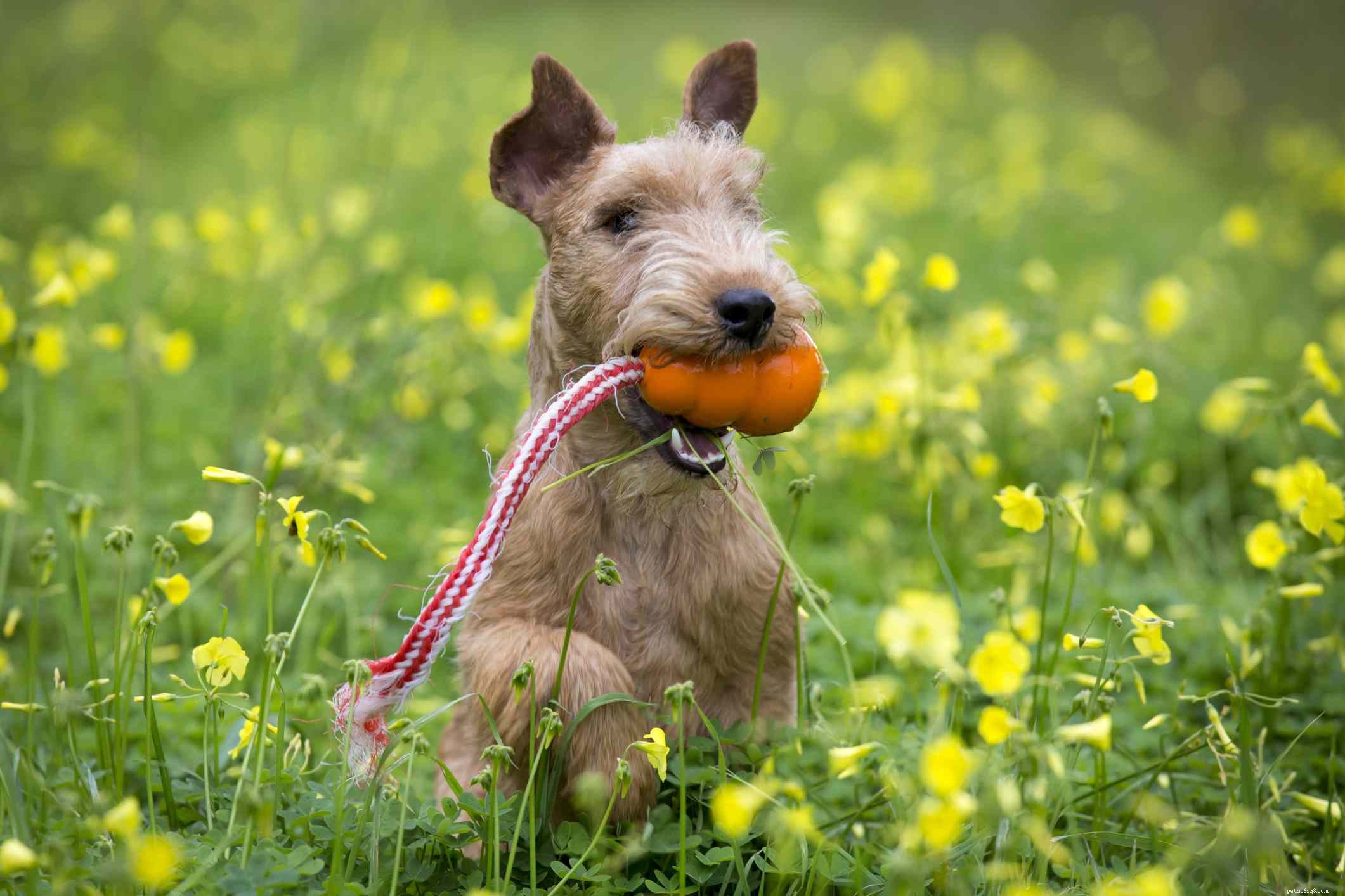Lakeland Terrier Profile: Traits, History, and Care Guide