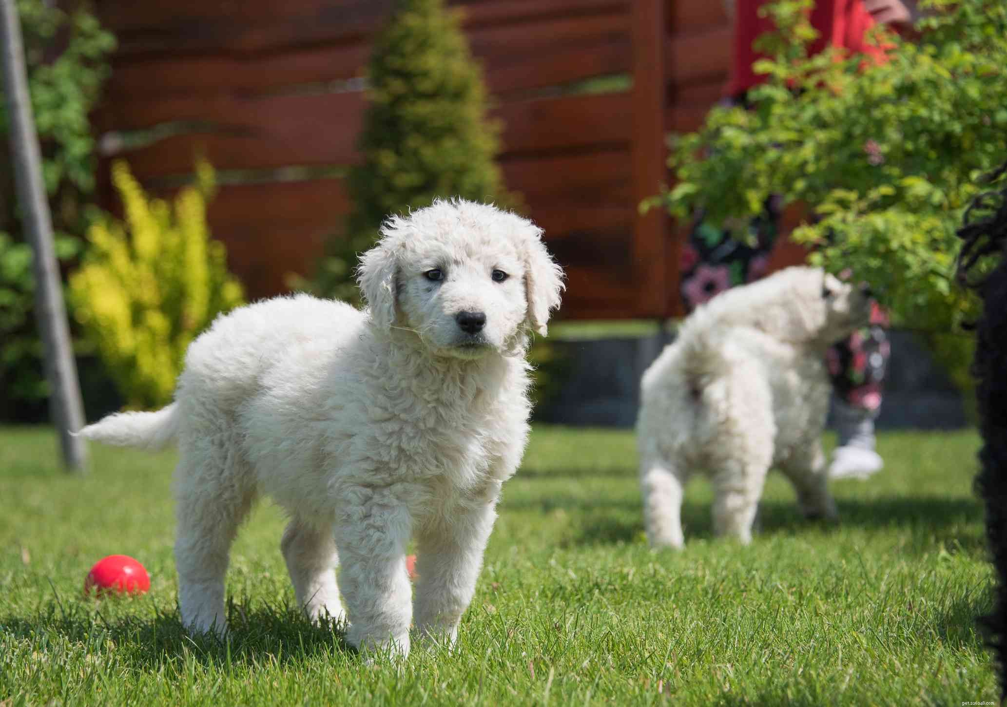 Kuvasz Dog (Kuv): Comprehensive Breed Guide – History, Care & Training
