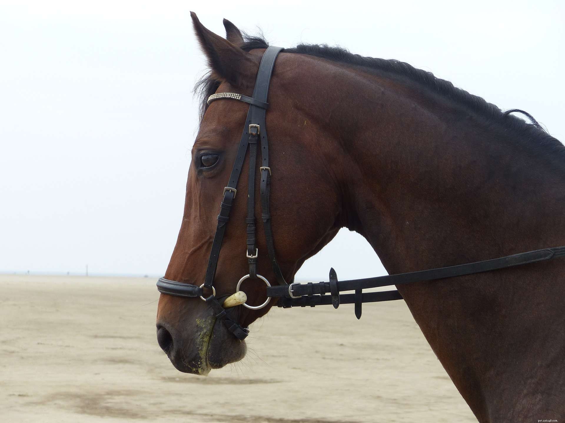 Choosing the Perfect Noseband for Your Horse’s Bridle