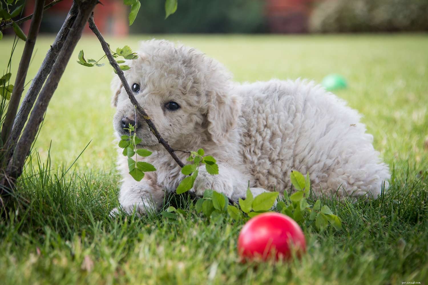 Kuvasz Dog (Kuv): Comprehensive Breed Guide – History, Care & Training
