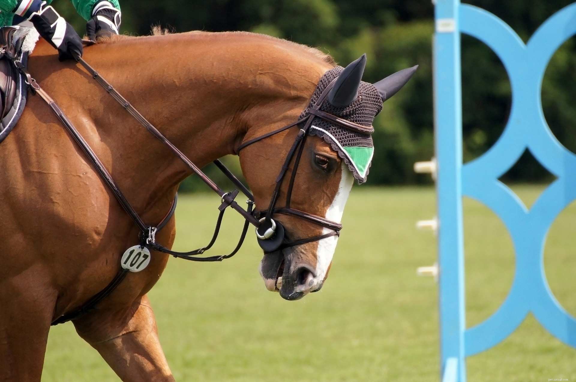 Choosing the Perfect Noseband for Your Horse’s Bridle