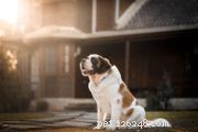 Kuvasz Dog (Kuv): Comprehensive Breed Guide – History, Care & Training