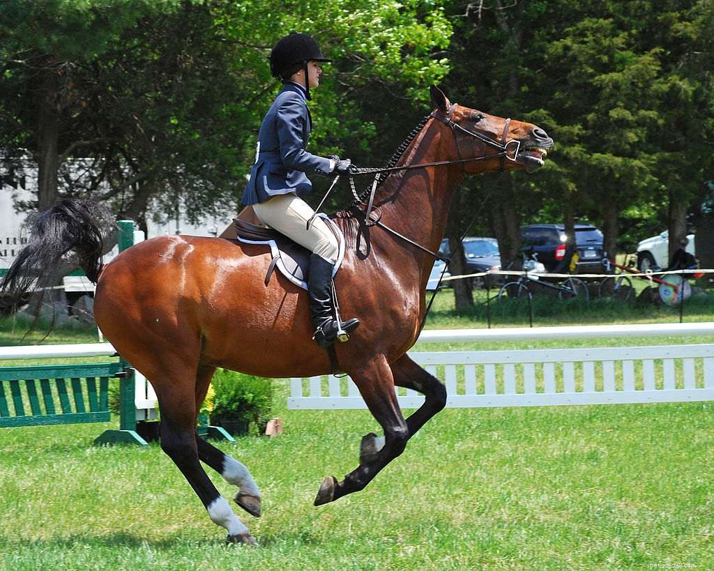 Choosing the Perfect Noseband for Your Horse’s Bridle