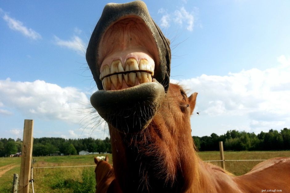 Performing a Capillary Refill Test on Your Horse: A Simple Guide to Assessing Circulation