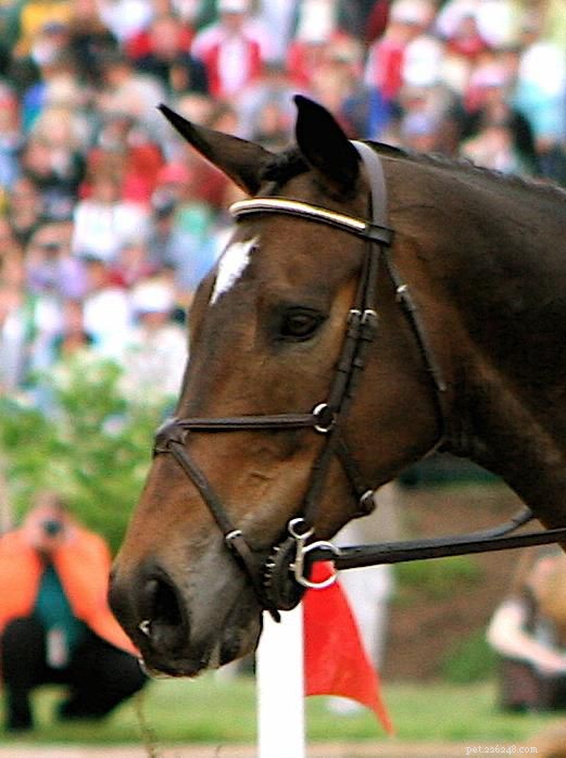 Choosing the Perfect Noseband for Your Horse’s Bridle