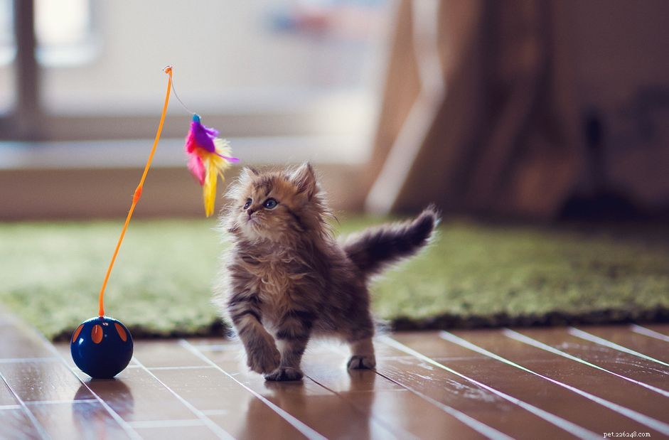 Kittens  Growth Milestones: 6-12 Weeks Development Guide