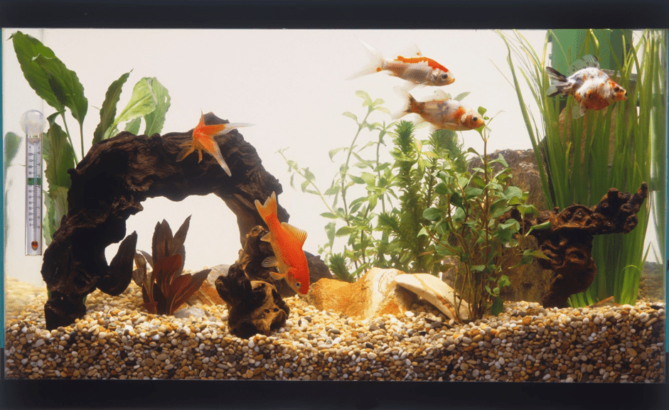 How to Select the Perfect Saltwater Aquarium Filtration System