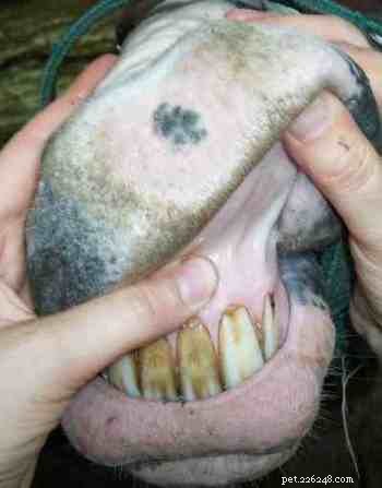 Performing a Capillary Refill Test on Your Horse: A Simple Guide to Assessing Circulation