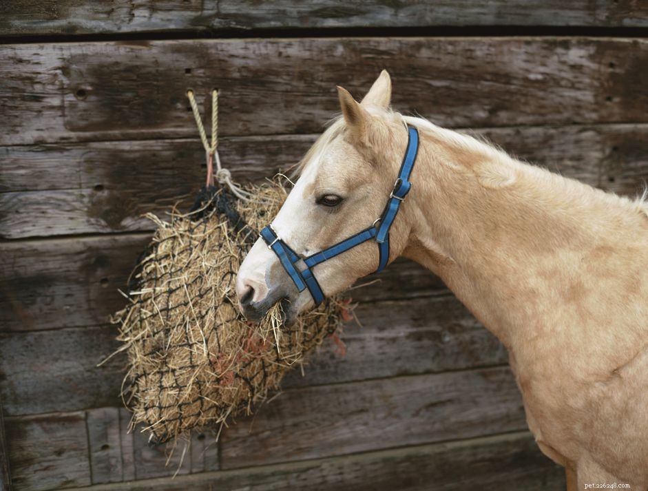 Securely Tying a Hay Net: A Guide to Safe, Portable Feeding for Horses