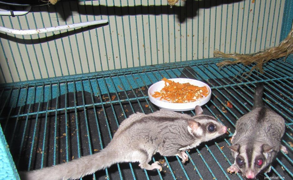 Optimal Cage Dimensions & Design for Sugar Gliders