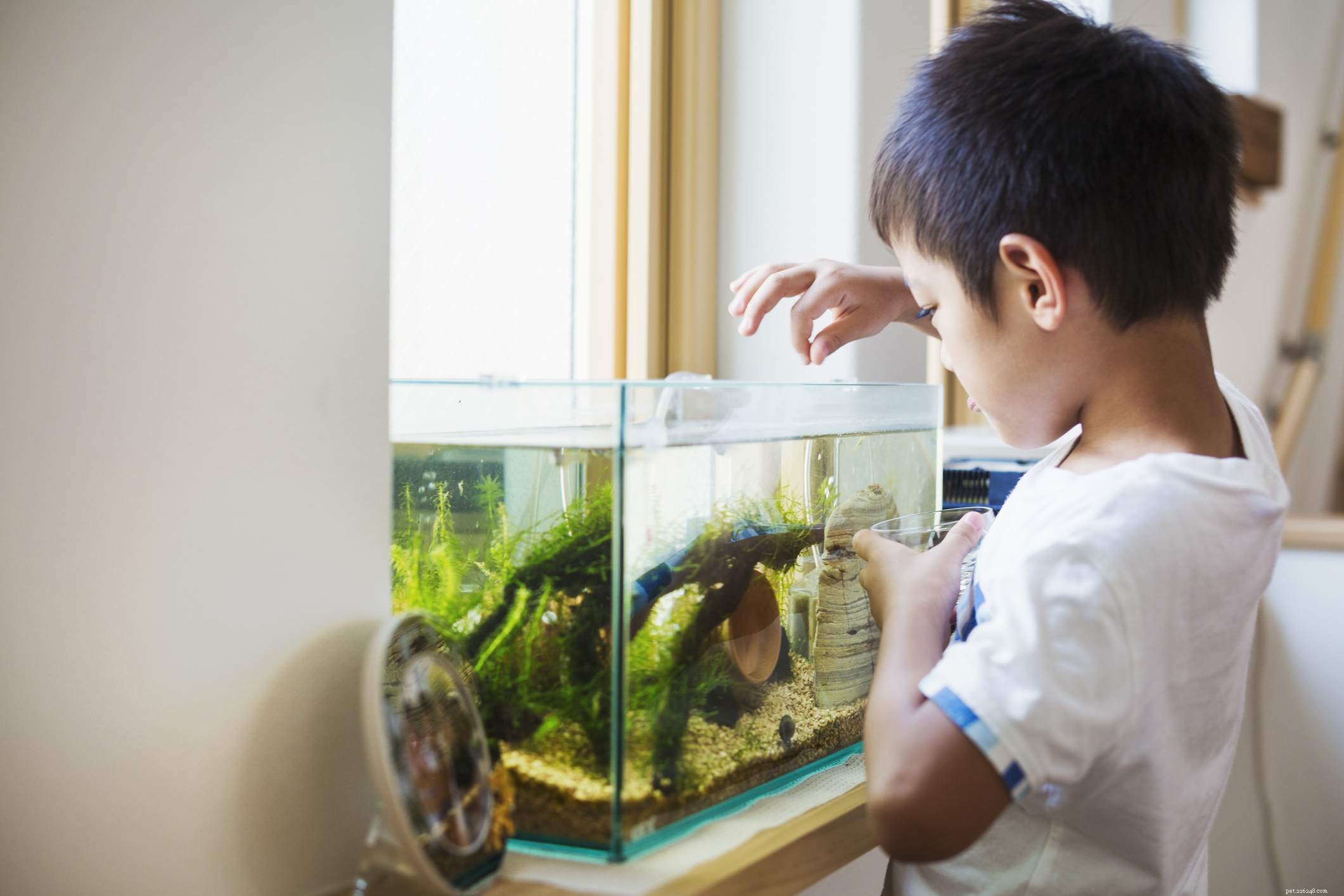 Mastering Mechanical Filtration: Essential Guide for a Healthy Aquarium