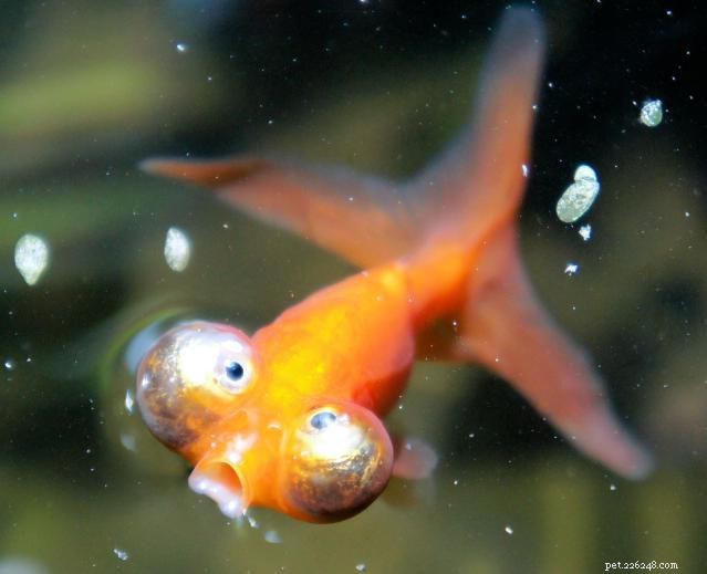 Mastering Mechanical Filtration: Essential Guide for a Healthy Aquarium