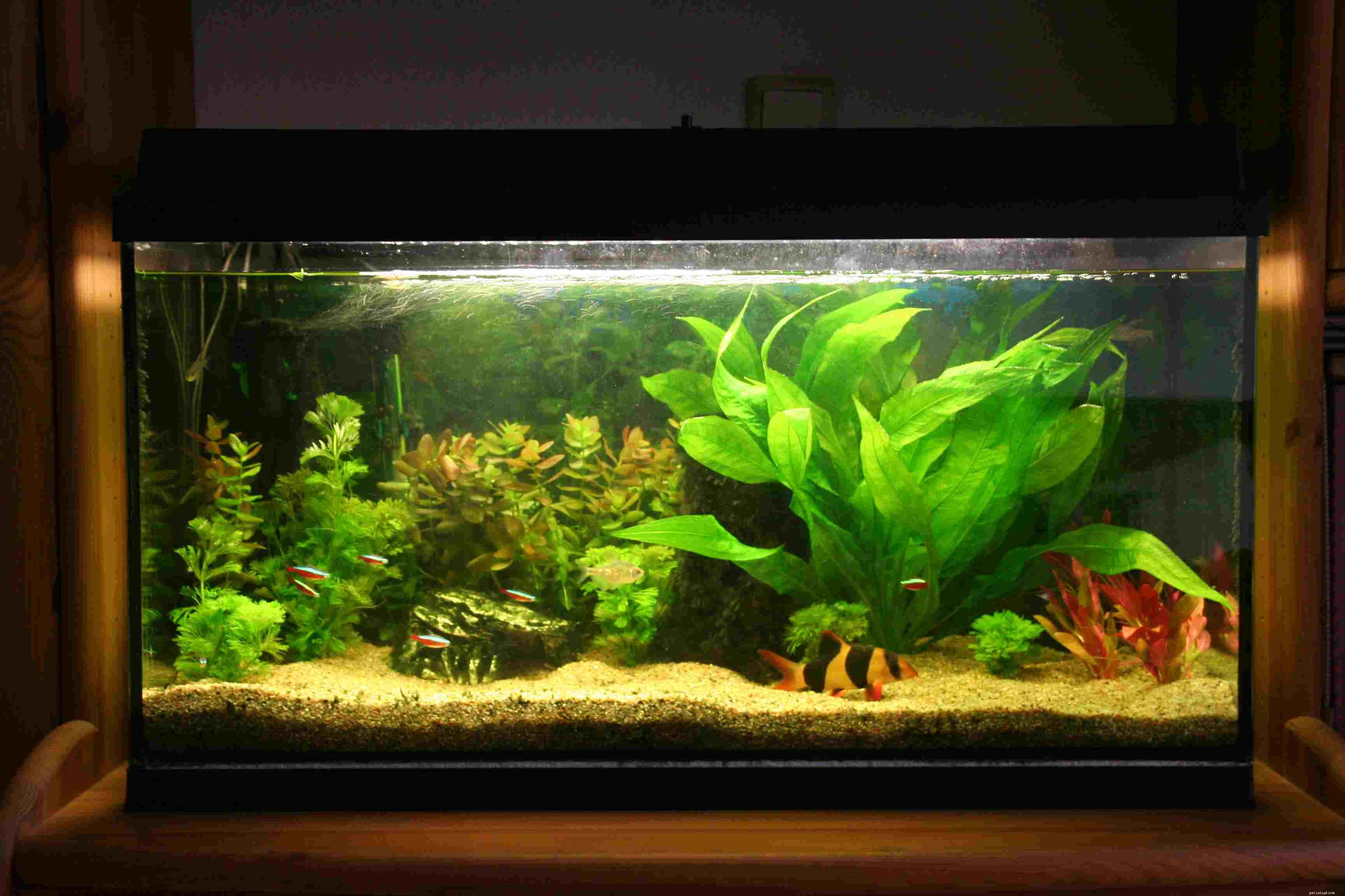 Mastering Mechanical Filtration: Essential Guide for a Healthy Aquarium