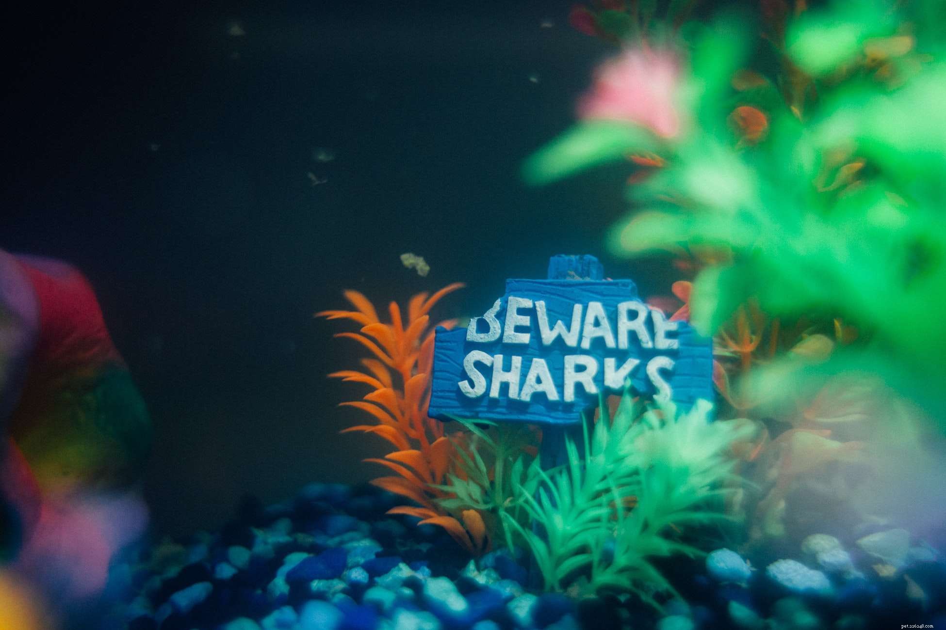Mastering Mechanical Filtration: Essential Guide for a Healthy Aquarium