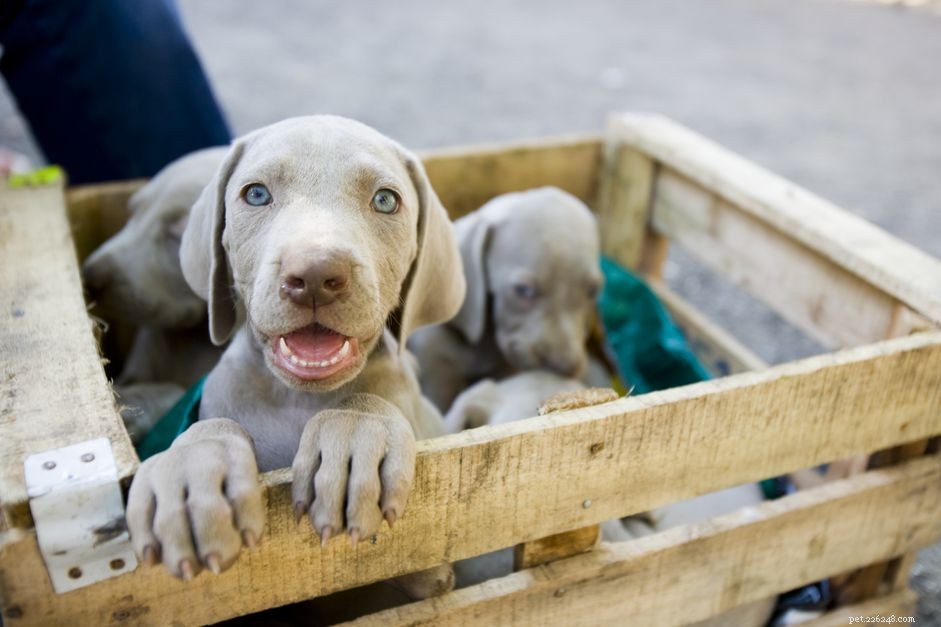Protect Yourself: How to Spot and Avoid Unethical Dog Breeders