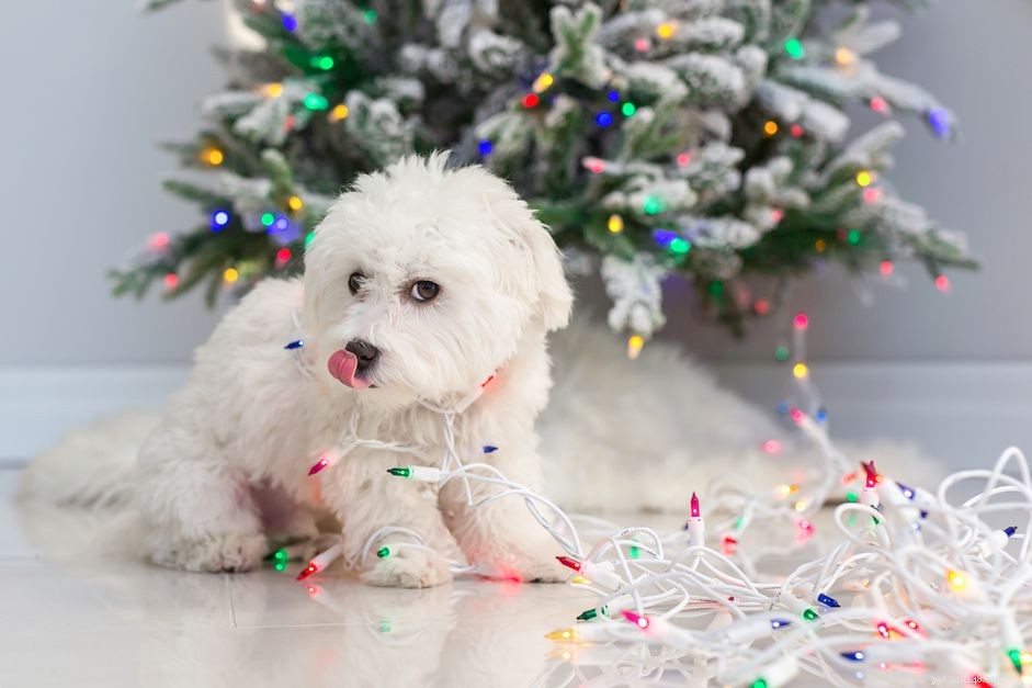 First‑Aid Guide: How to Care for Puppies After an Electrical Shock