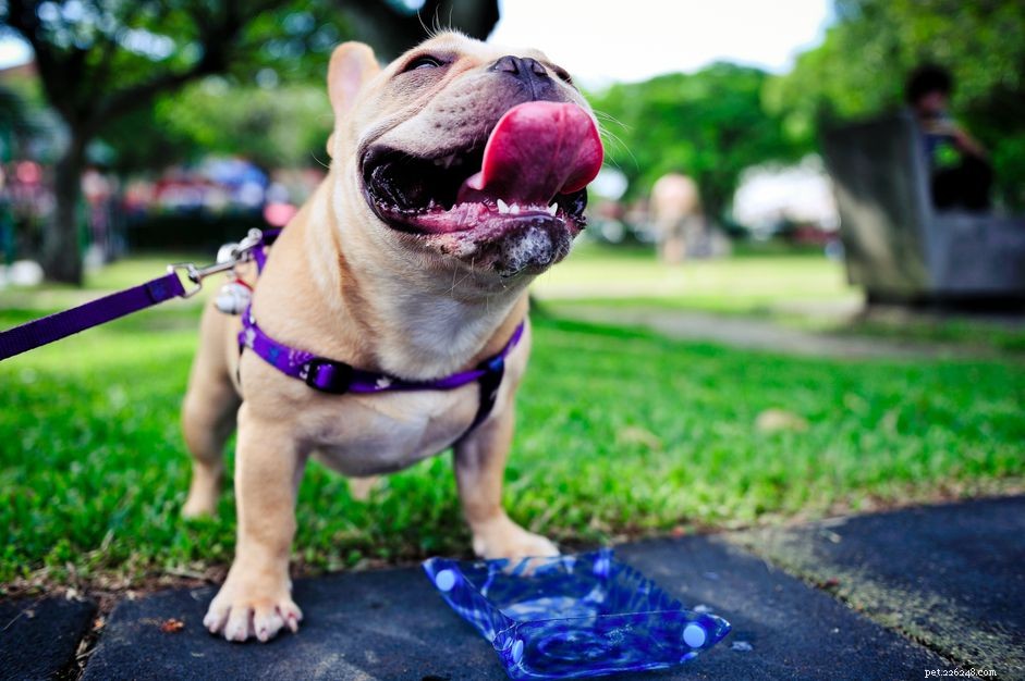 How to Choose the Perfect Name for Your New Dog or Puppy
