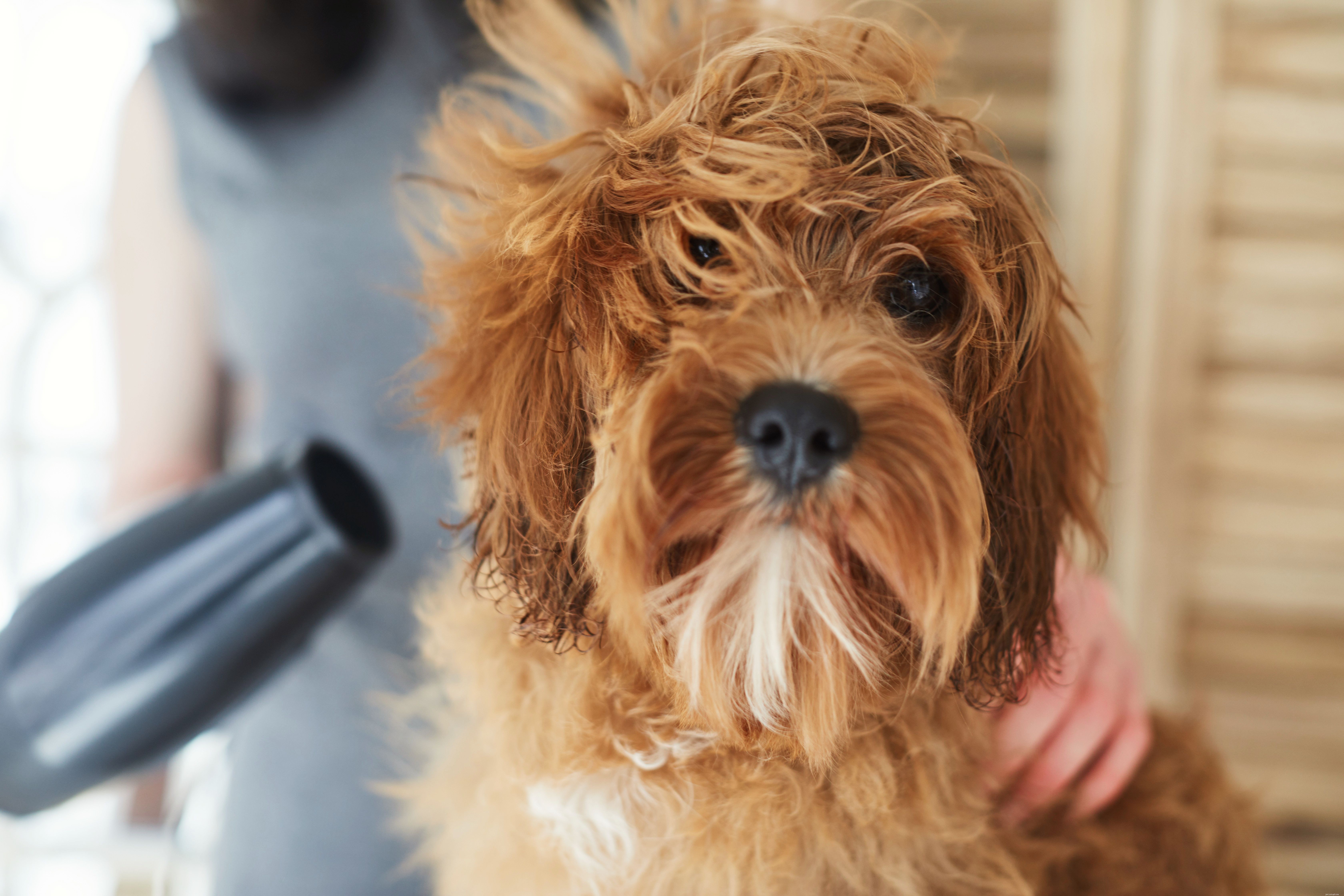 Choosing the Perfect Dog: A Guide to Finding Your Ideal Companion