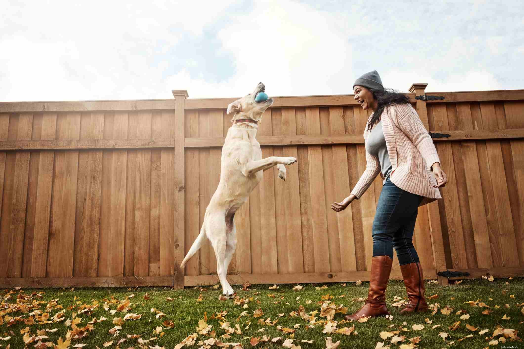 Choosing the Perfect Dog: A Guide to Finding Your Ideal Companion