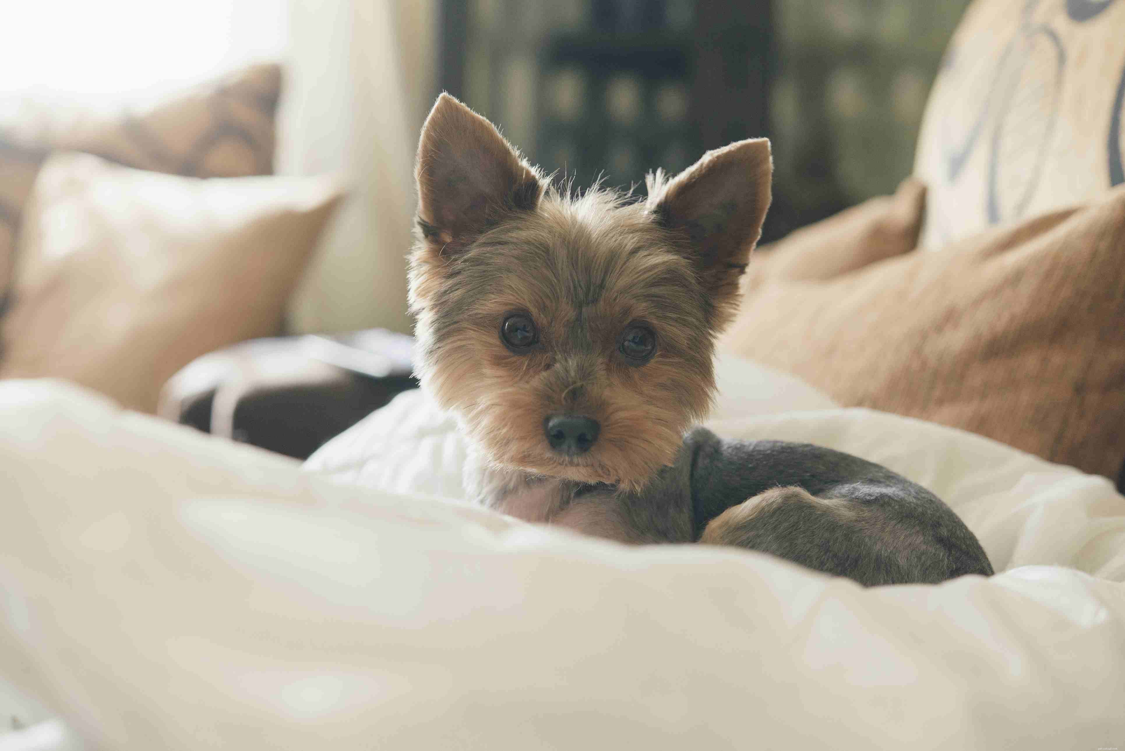 Choosing the Perfect Dog: A Guide to Finding Your Ideal Companion