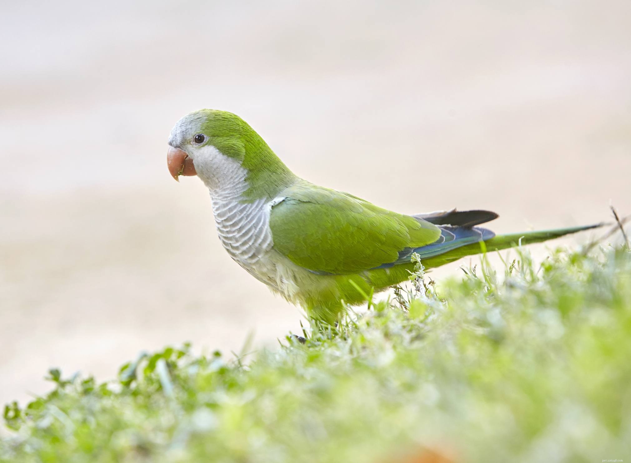 Top 8 Medium-Sized Pet Birds for Affectionate, Playful Companions