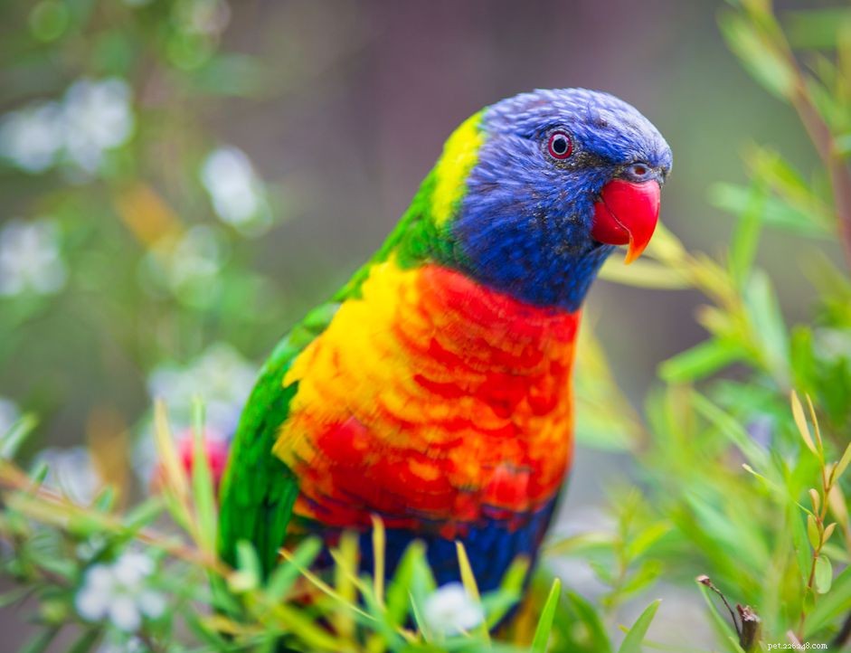 Top 8 Medium-Sized Pet Birds for Affectionate, Playful Companions