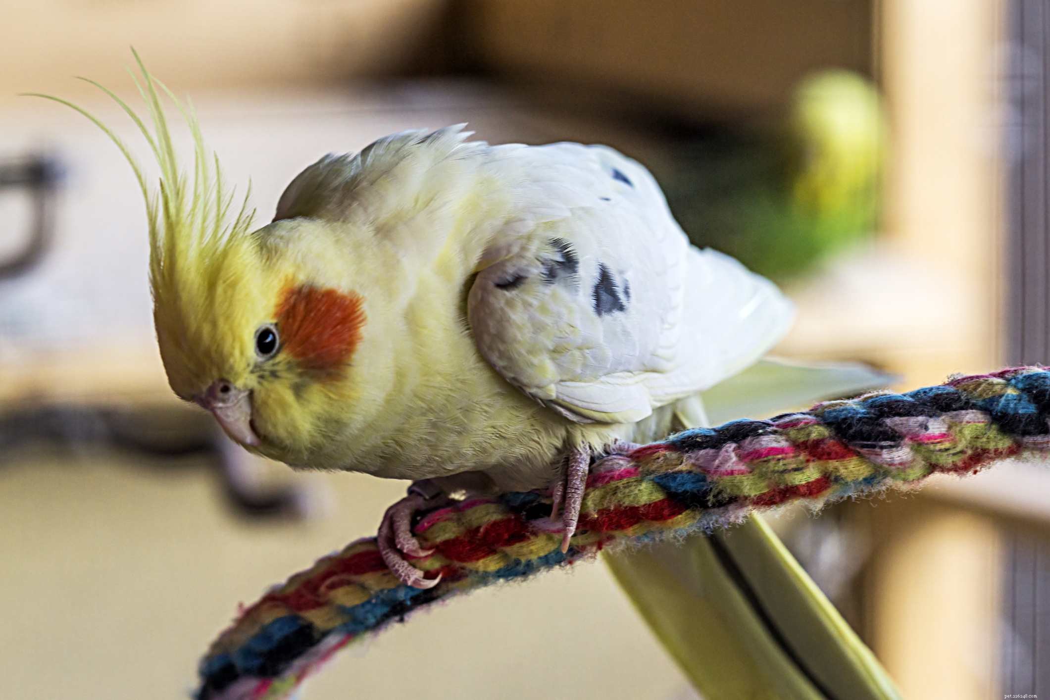Top 8 Medium-Sized Pet Birds for Affectionate, Playful Companions