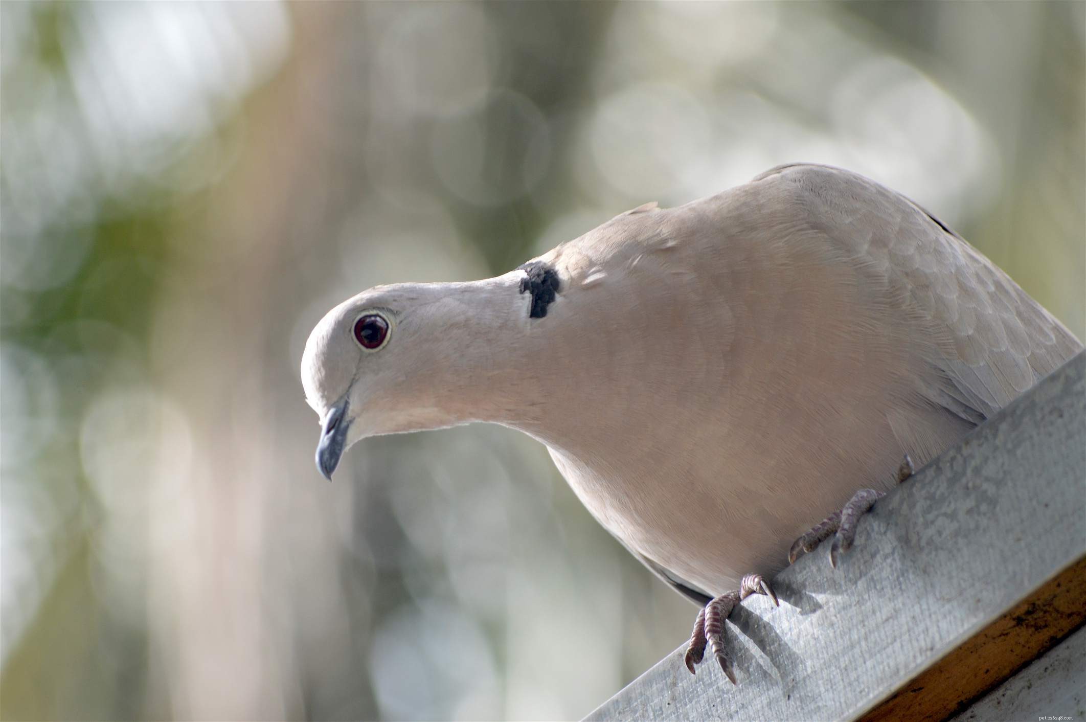Top 8 Medium-Sized Pet Birds for Affectionate, Playful Companions