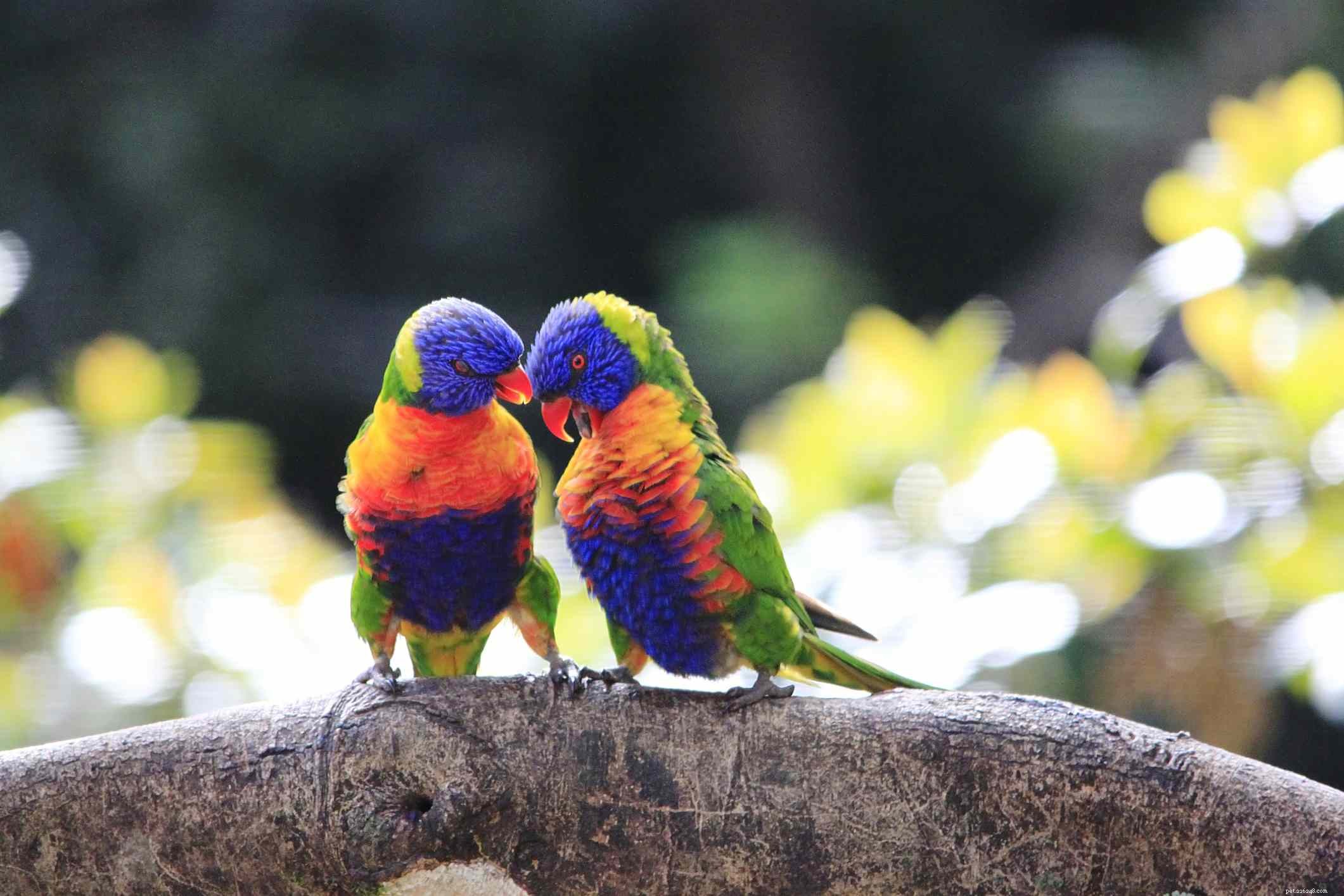 Top 8 Medium-Sized Pet Birds for Affectionate, Playful Companions