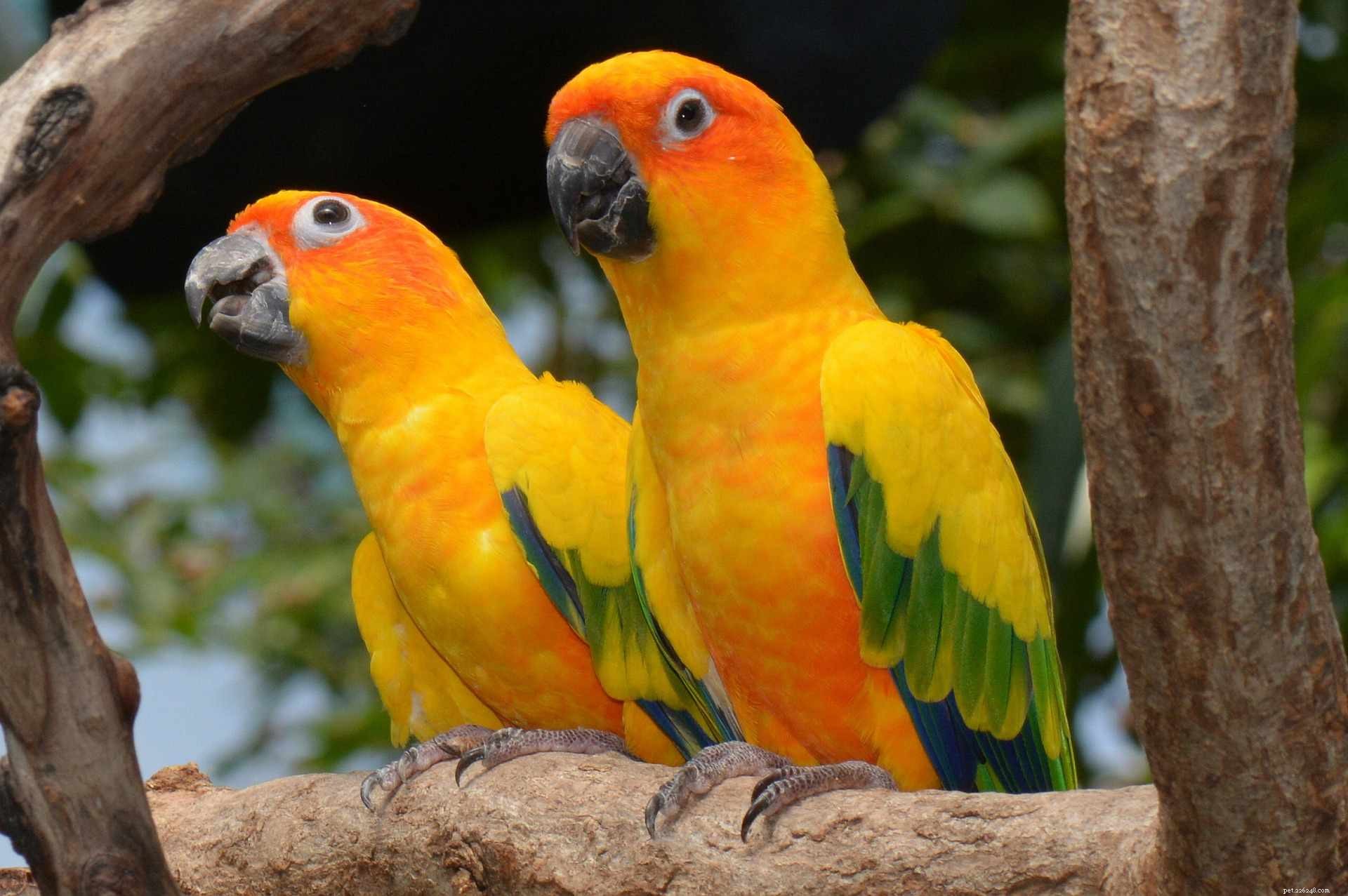 Top 8 Medium-Sized Pet Birds for Affectionate, Playful Companions