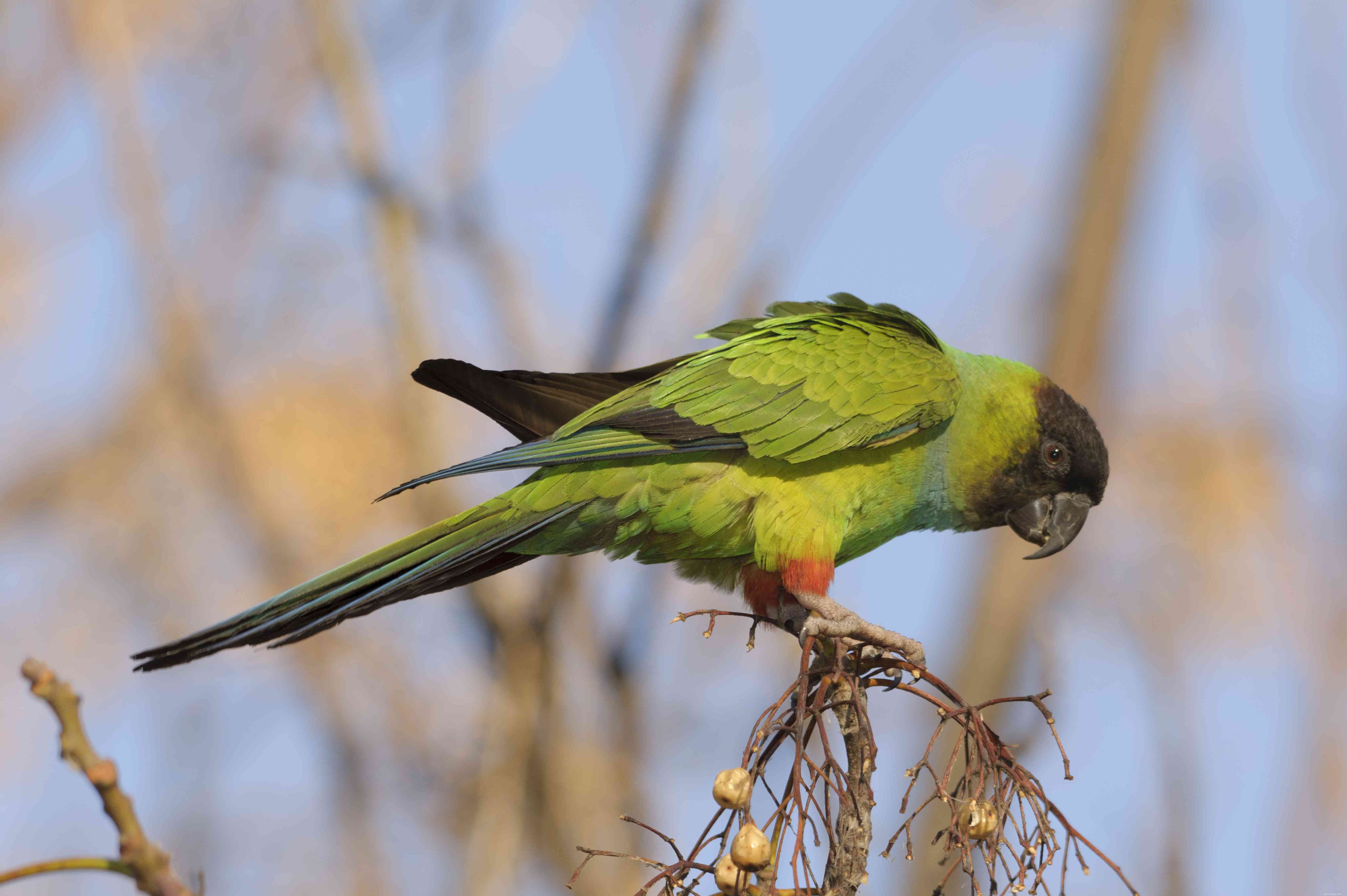 Top 8 Medium-Sized Pet Birds for Affectionate, Playful Companions
