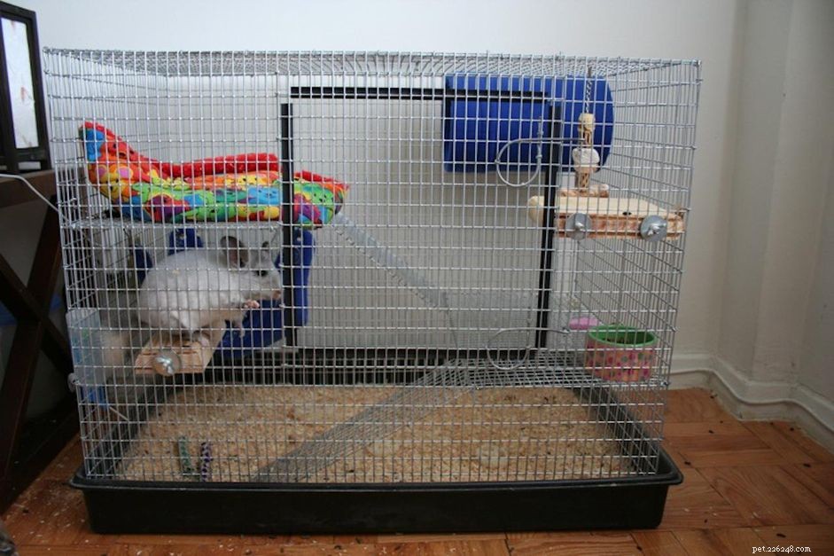 Optimal Chinchilla Cages: Comfort, Space, and Safety