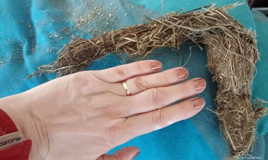 Quidding in Horses: Why Wet Hay Clumps Appear and When to Seek Veterinary Care
