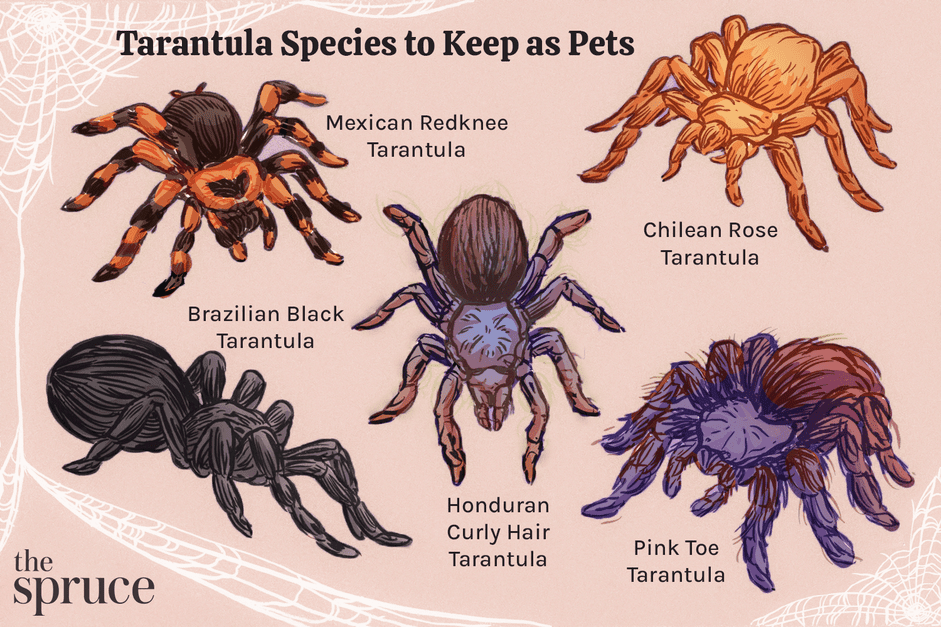 The Top 10 Tarantula Species Ideal for Beginner Pet Keepers