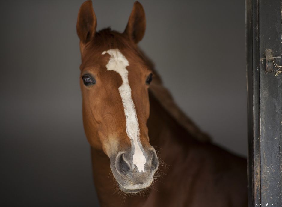 The Post‑Racing Life of Thoroughbreds: Care and New Careers