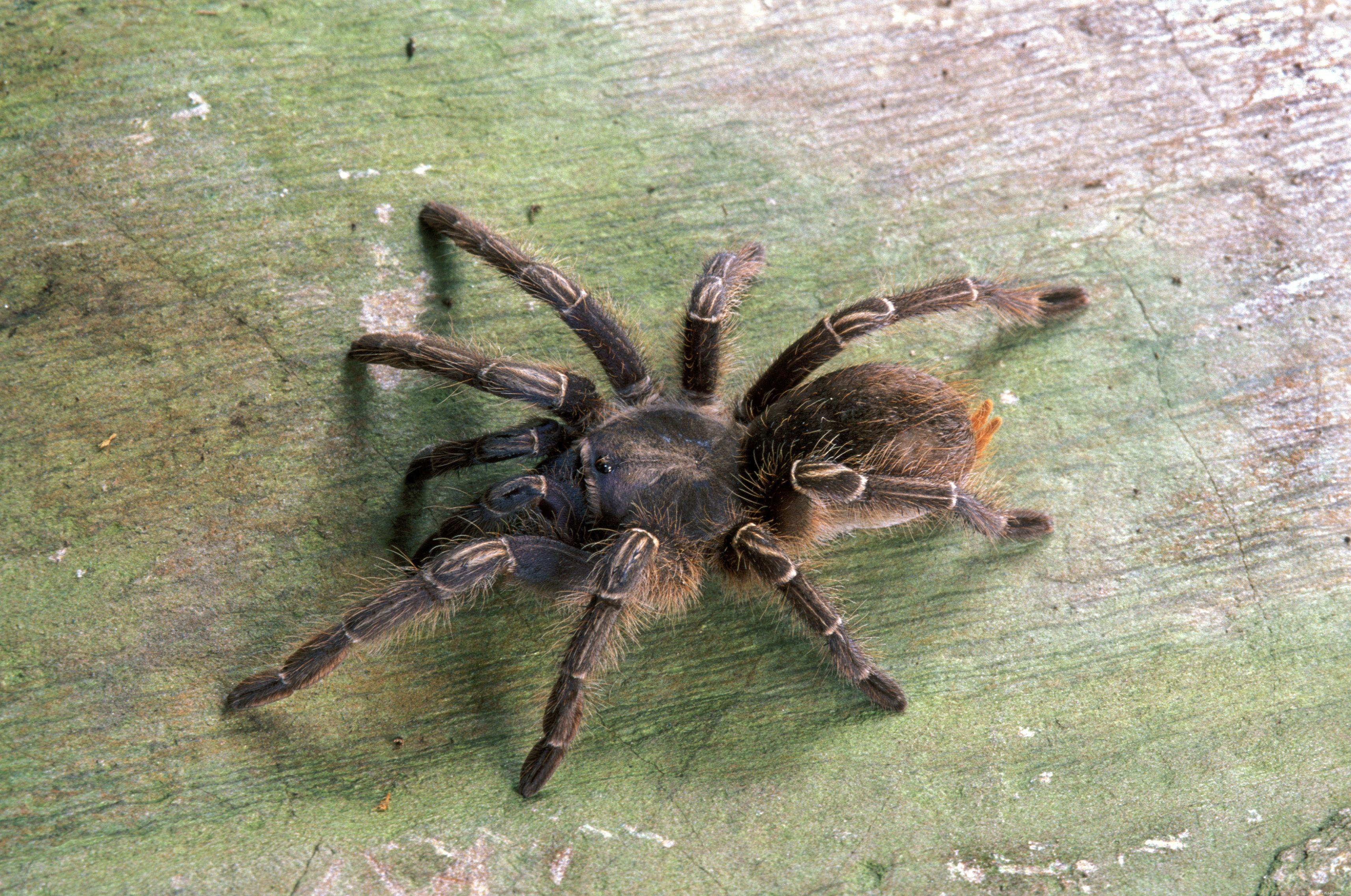 The Top 10 Tarantula Species Ideal for Beginner Pet Keepers