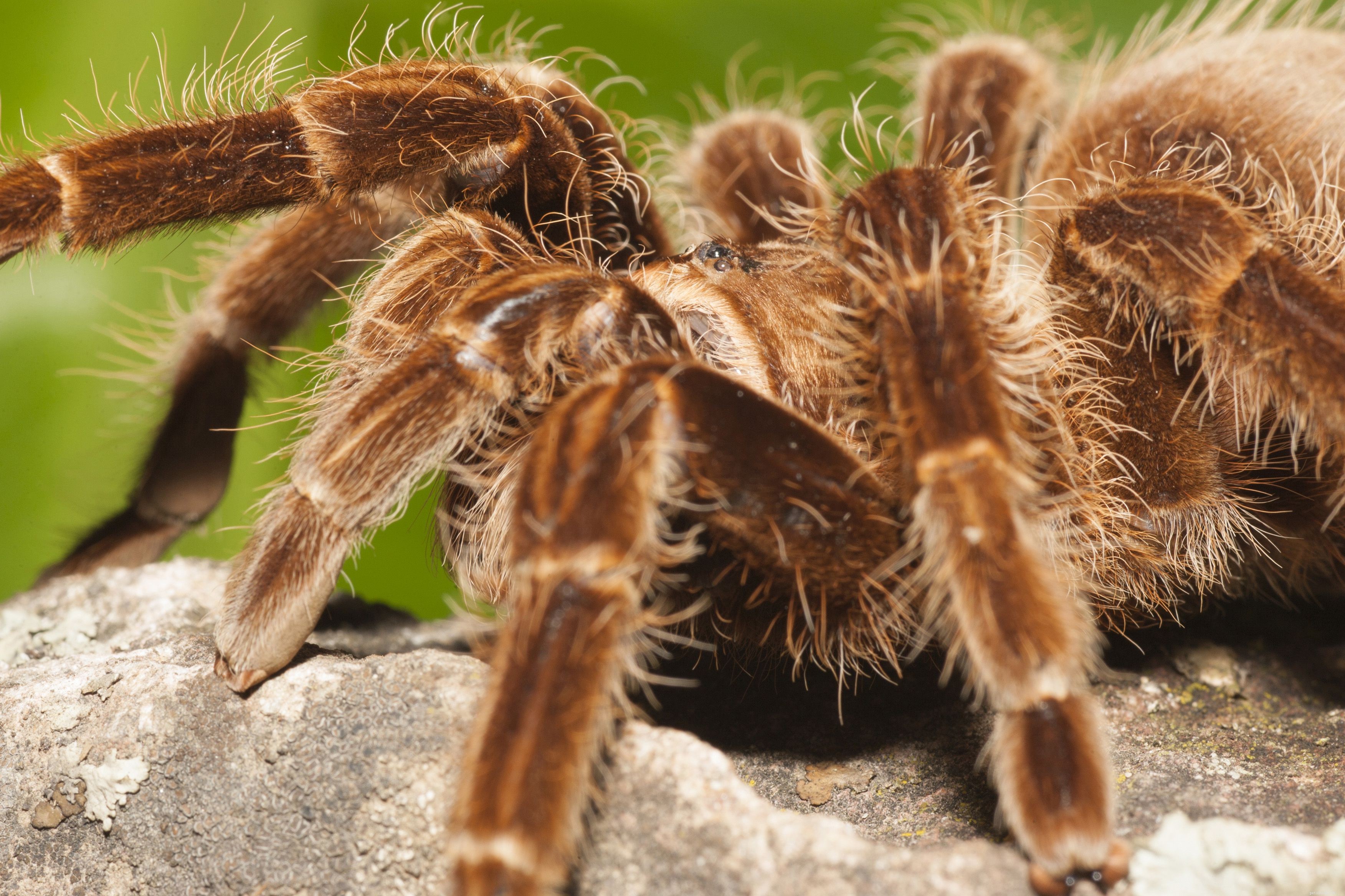 The Top 10 Tarantula Species Ideal for Beginner Pet Keepers