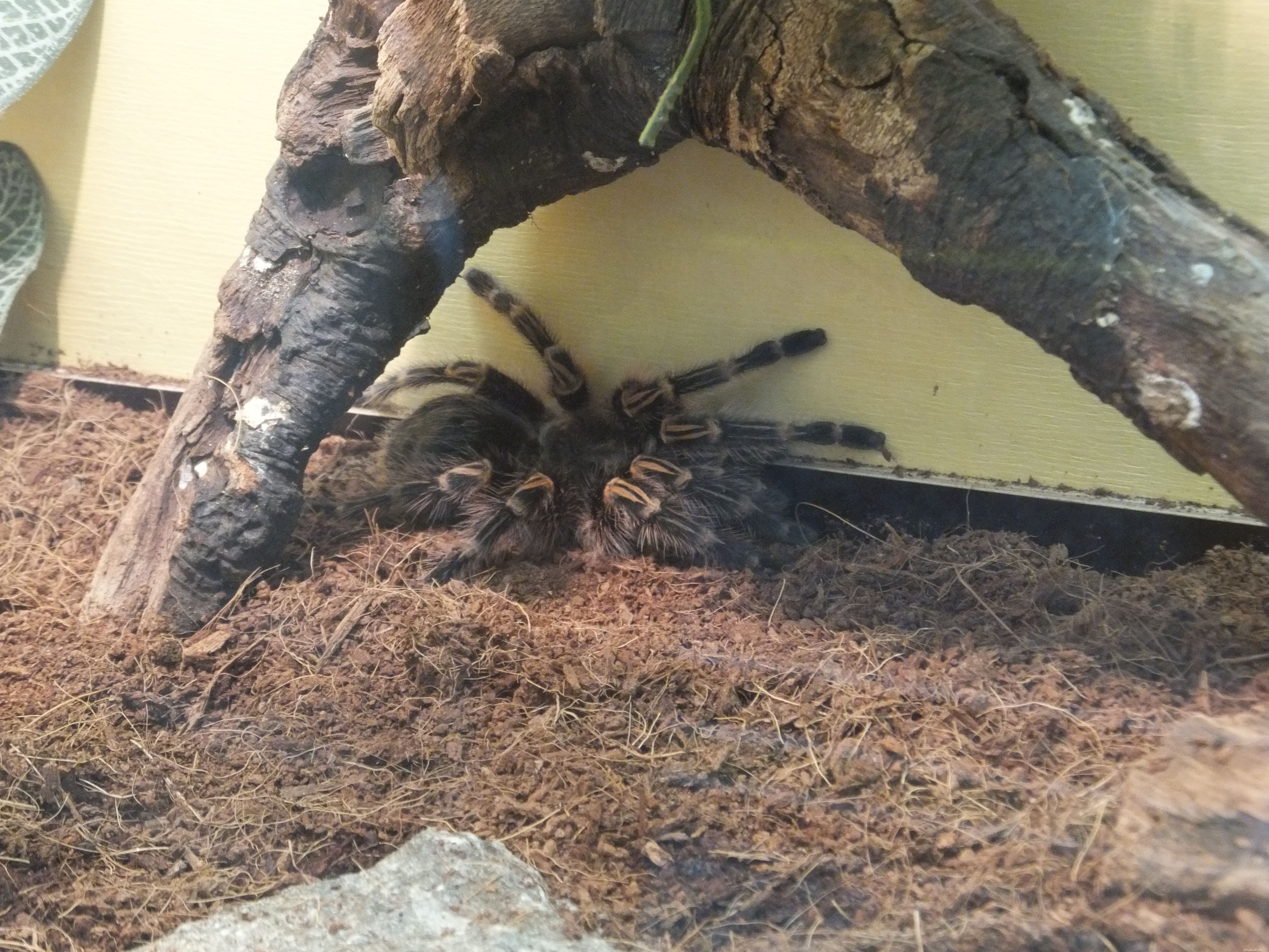 The Top 10 Tarantula Species Ideal for Beginner Pet Keepers