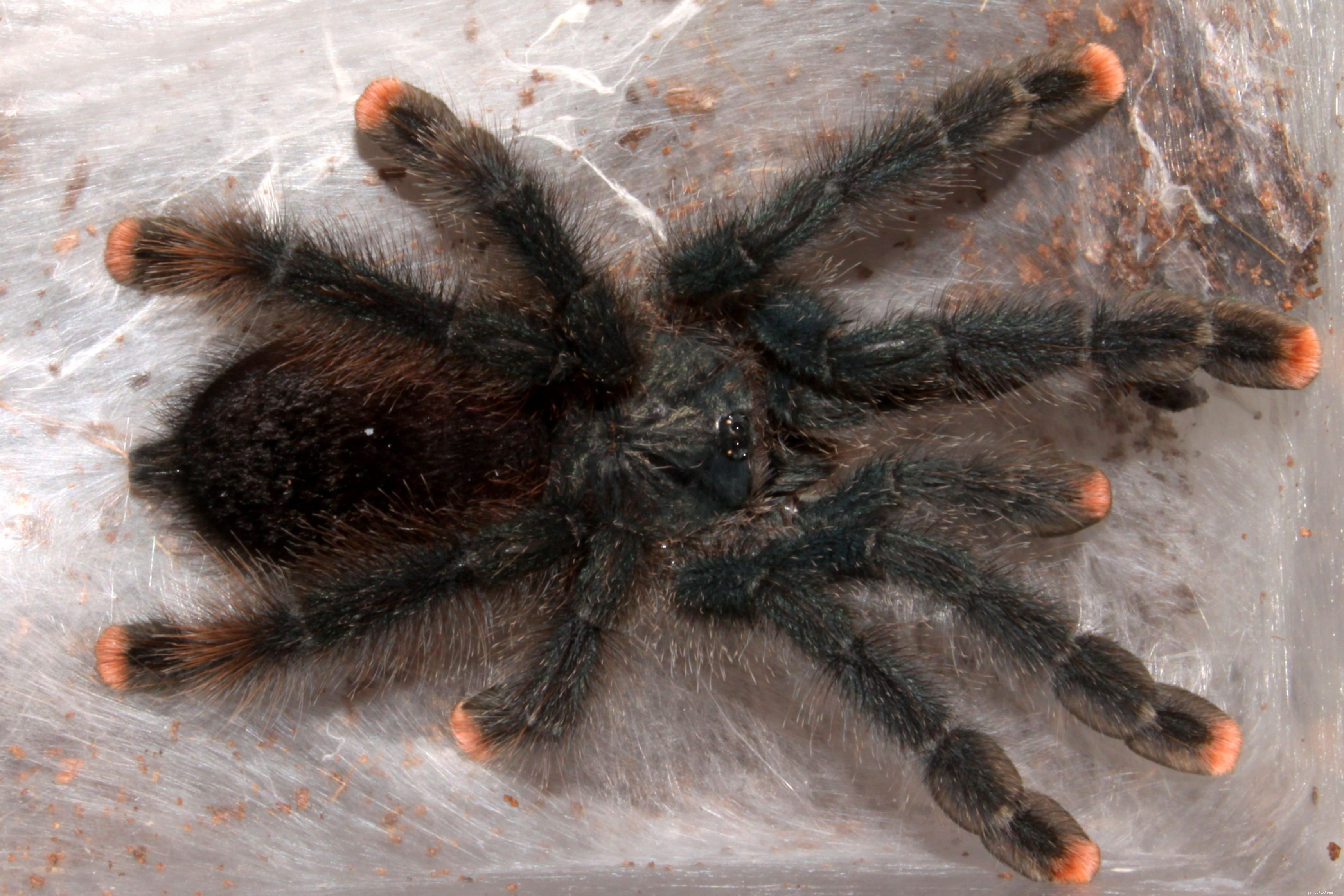 The Top 10 Tarantula Species Ideal for Beginner Pet Keepers